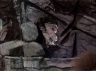 Filename=ariane179254_StarTrek_TheCage_1257.jpg
Filesize=148KiB
Dimensions=1440x1080
Date added=Sep 01, 2015 ariane179254_StarTrek_TheCage_1257.jpg