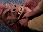 Filename=ariane179254_StarTrek_TheCage_3718.jpg
Filesize=137KiB
Dimensions=1440x1080
Date added=Sep 01, 2015 ariane179254_StarTrek_TheCage_3718.jpg