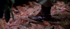 Filename=extant_StarTrek3_TheSearchForSpock_02224.jpg
Filesize=232KiB
Dimensions=1920x816
Date added=Oct 31, 2018 extant_StarTrek3_TheSearchForSpock_02224.jpg