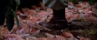 Filename=extant_StarTrek3_TheSearchForSpock_02226.jpg
Filesize=233KiB
Dimensions=1920x816
Date added=Oct 31, 2018 extant_StarTrek3_TheSearchForSpock_02226.jpg