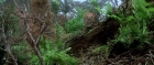 extant_StarTrek3_TheSearchForSpock_03837.jpg