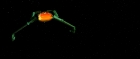 Filename=extant_StarTrek3_TheSearchForSpock_06212.jpg
Filesize=45KiB
Dimensions=1920x816
Date added=Oct 31, 2018 extant_StarTrek3_TheSearchForSpock_06212.jpg