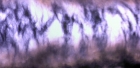 extant_StarTrek_6_TheUndiscoveredCountry_DC_00377.jpg