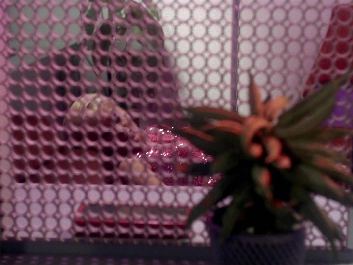 ariane179254_StarTrek_1x06_MuddsWomen_1626.jpg
