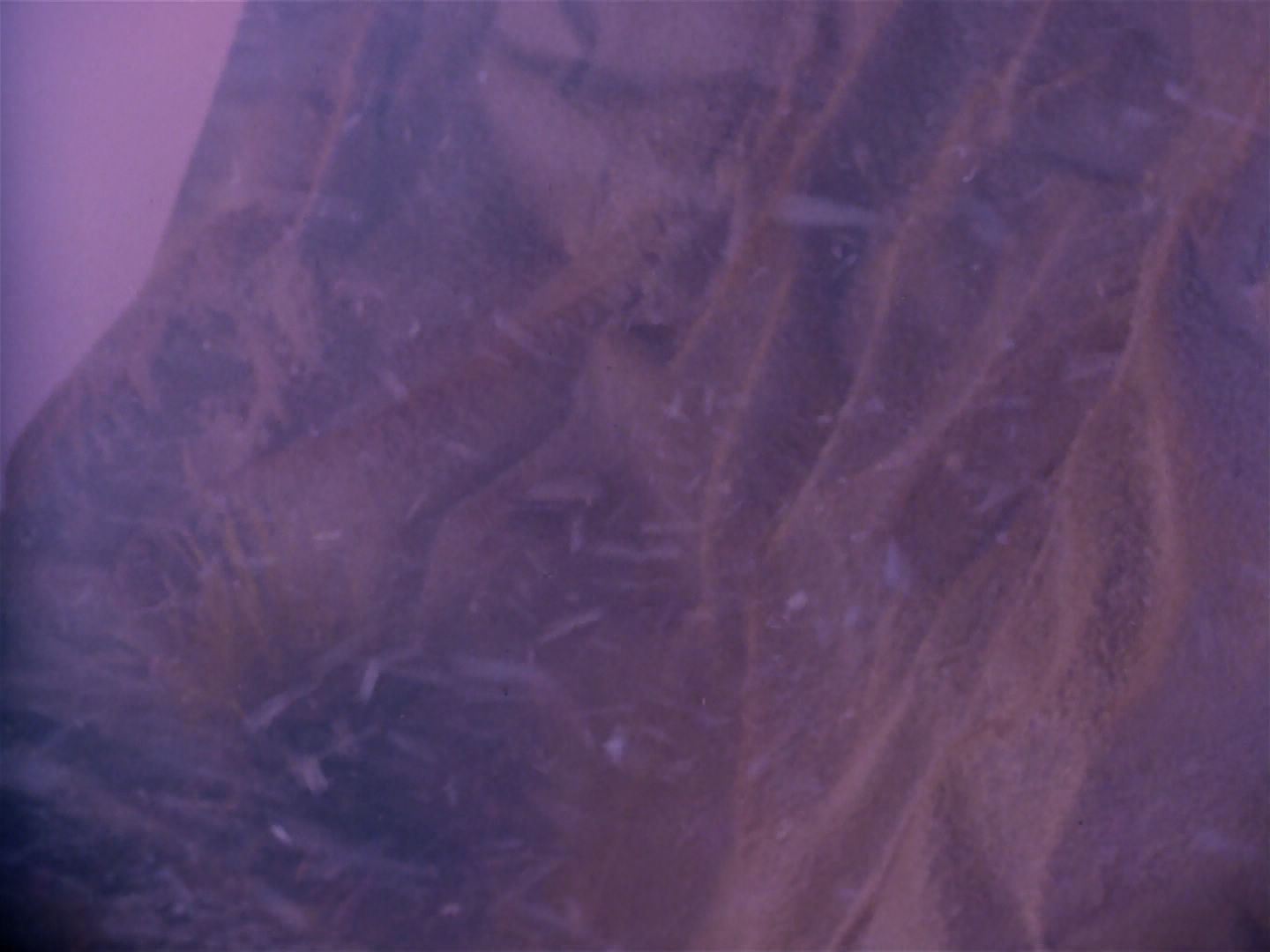 ariane179254_StarTrek_1x06_MuddsWomen_2430.jpg
