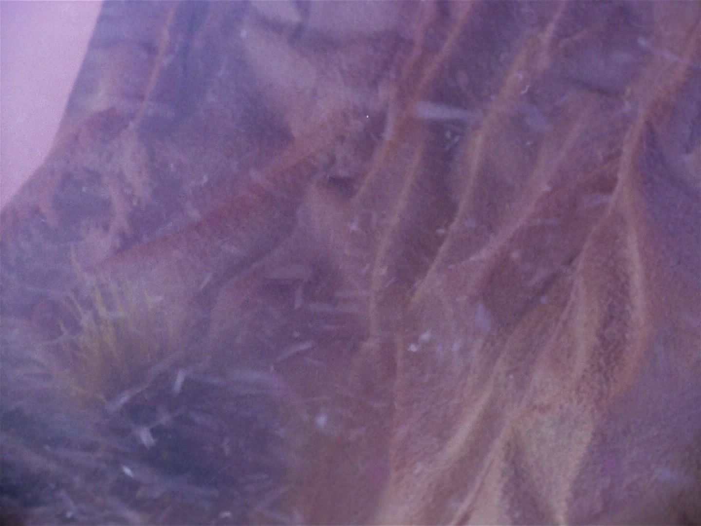 ariane179254_StarTrek_1x06_MuddsWomen_2649.jpg
