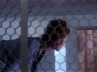 ariane179254_StarTrek_1x09_DaggerOfTheMind_3115.jpg