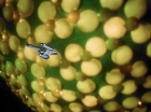 ariane179254_StarTrek_1x10_TheCorbomiteManouver_1340.jpg