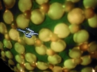 ariane179254_StarTrek_1x10_TheCorbomiteManouver_1341.jpg