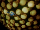 ariane179254_StarTrek_1x10_TheCorbomiteManouver_1952.jpg