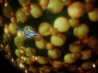 ariane179254_StarTrek_1x10_TheCorbomiteManouver_1953.jpg