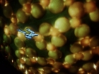 ariane179254_StarTrek_1x10_TheCorbomiteManouver_1954.jpg
