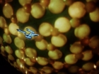 ariane179254_StarTrek_1x10_TheCorbomiteManouver_1955.jpg