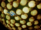 ariane179254_StarTrek_1x10_TheCorbomiteManouver_1956.jpg