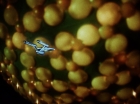 ariane179254_StarTrek_1x10_TheCorbomiteManouver_1957.jpg