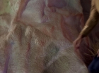 ariane179254_StarTrek_1x13_TheConscienceOfTheKing_0708.jpg