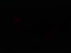 ariane179254_StarTrek_1x14_BalanceOfTerror_2963.jpg