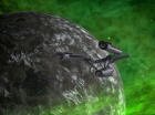 Filename=ariane179254_StarTrek_1x16_TheGalileoSeven-NewEffects_0225.jpg
Filesize=170KiB
Dimensions=1440x1080
Date added=Jan 17, 2012 ariane179254_StarTrek_1x16_TheGalileoSeven-NewEffects_0225.jpg