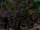 Filename=ariane179254_StarTrek_1x17_TheSquireOfGothos_0520.jpg
Filesize=166KiB
Dimensions=1440x1080
Date added=Aug 30, 2015 ariane179254_StarTrek_1x17_TheSquireOfGothos_0520.jpg