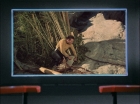 ariane179254_StarTrek_1x18_Arena_2643.jpg
