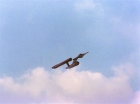 Filename=ariane179254_StarTrek_1x19_TomorrowIsYesterday_0373.jpg
Filesize=139KiB
Dimensions=1440x1080
Date added=Aug 31, 2015 ariane179254_StarTrek_1x19_TomorrowIsYesterday_0373.jpg