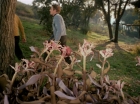 ariane179254_StarTrek_1x24_ThisSideOfParadise_1534.jpg