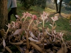 ariane179254_StarTrek_1x24_ThisSideOfParadise_1535.jpg