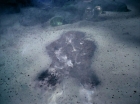 Filename=ariane179254_StarTrek_1x25_TheDevilInTheDark_0569.jpg
Filesize=156KiB
Dimensions=1440x1080
Date added=Sep 12, 2015 ariane179254_StarTrek_1x25_TheDevilInTheDark_0569.jpg