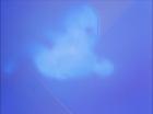 Filename=ariane179254_StarTrek_1x27_TheAlternativeFactor_0821.jpg
Filesize=65KiB
Dimensions=1440x1080
Date added=Sep 13, 2015 ariane179254_StarTrek_1x27_TheAlternativeFactor_0821.jpg