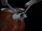 Filename=ariane179254_StarTrek_1x27_TheAlternativeFactor_3135.jpg
Filesize=72KiB
Dimensions=1440x1080
Date added=Sep 13, 2015 ariane179254_StarTrek_1x27_TheAlternativeFactor_3135.jpg