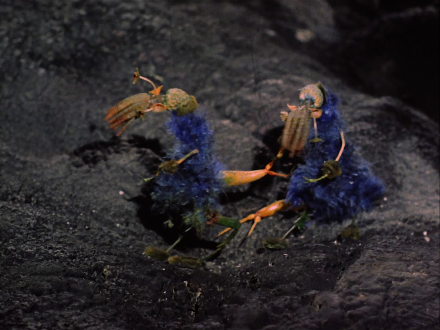 ariane179254_StarTrek_2x07_Catspaw_3321.jpg