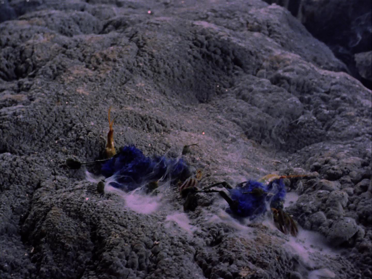 ariane179254_StarTrek_2x07_Catspaw_3378.jpg