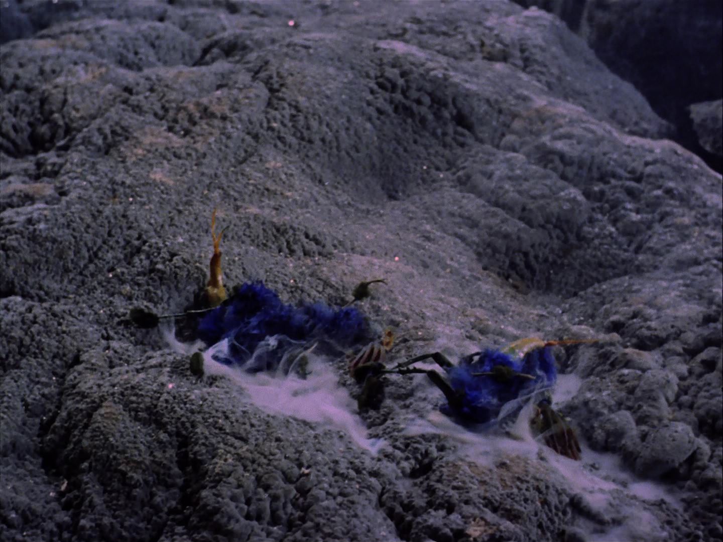 ariane179254_StarTrek_2x07_Catspaw_3380.jpg