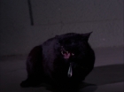ariane179254_StarTrek_2x07_Catspaw_0725.jpg