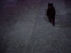 ariane179254_StarTrek_2x07_Catspaw_0740.jpg