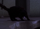 ariane179254_StarTrek_2x07_Catspaw_0903.jpg