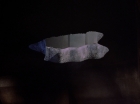 Filename=ariane179254_StarTrek_2x07_Catspaw_0915.jpg
Filesize=58KiB
Dimensions=1440x1080
Date added=Jun 23, 2015 ariane179254_StarTrek_2x07_Catspaw_0915.jpg