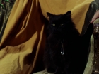 Filename=ariane179254_StarTrek_2x07_Catspaw_1236.jpg
Filesize=106KiB
Dimensions=1440x1080
Date added=Jun 23, 2015 ariane179254_StarTrek_2x07_Catspaw_1236.jpg