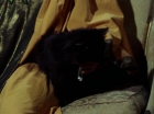 ariane179254_StarTrek_2x07_Catspaw_1271.jpg