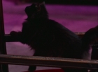 ariane179254_StarTrek_2x07_Catspaw_1402.jpg