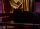 Filename=ariane179254_StarTrek_2x07_Catspaw_1532.jpg
Filesize=86KiB
Dimensions=1440x1080
Date added=Jun 23, 2015 ariane179254_StarTrek_2x07_Catspaw_1532.jpg