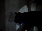 Filename=ariane179254_StarTrek_2x07_Catspaw_2970.jpg
Filesize=71KiB
Dimensions=1440x1080
Date added=Jun 23, 2015 ariane179254_StarTrek_2x07_Catspaw_2970.jpg