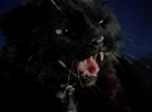 ariane179254_StarTrek_2x07_Catspaw_2982.jpg