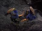 ariane179254_StarTrek_2x07_Catspaw_3322.jpg