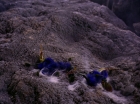 Filename=ariane179254_StarTrek_2x07_Catspaw_3370.jpg
Filesize=203KiB
Dimensions=1440x1080
Date added=Jun 23, 2015 ariane179254_StarTrek_2x07_Catspaw_3370.jpg