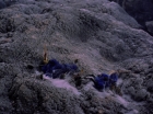 Filename=ariane179254_StarTrek_2x07_Catspaw_3379.jpg
Filesize=185KiB
Dimensions=1440x1080
Date added=Jun 23, 2015 ariane179254_StarTrek_2x07_Catspaw_3379.jpg