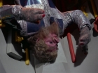 Filename=ariane179254_StarTrek_2x10_TheJourneyToBabel_1159.jpg
Filesize=130KiB
Dimensions=1440x1080
Date added=Jun 27, 2015 ariane179254_StarTrek_2x10_TheJourneyToBabel_1159.jpg