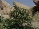 Filename=extant_StarTrek_2x11-FridaysChild_3173.jpg
Filesize=187KiB
Dimensions=1440x1072
Date added=Dec 12, 2017 extant_StarTrek_2x11-FridaysChild_3173.jpg