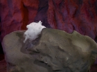Filename=ariane179254_StarTrek_2x13_Obsession_0024.jpg
Filesize=87KiB
Dimensions=1440x1080
Date added=Jul 02, 2015 ariane179254_StarTrek_2x13_Obsession_0024.jpg