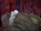 Filename=ariane179254_StarTrek_2x13_Obsession_0026.jpg
Filesize=90KiB
Dimensions=1440x1080
Date added=Jul 02, 2015 ariane179254_StarTrek_2x13_Obsession_0026.jpg